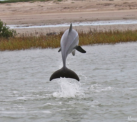 Fins To Feathers - Port Isabel, TX