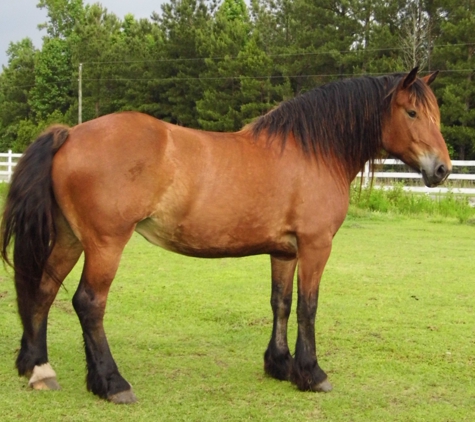 Mobile Horse Farrier - Southport, NC