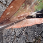 Jim's Tree Service
