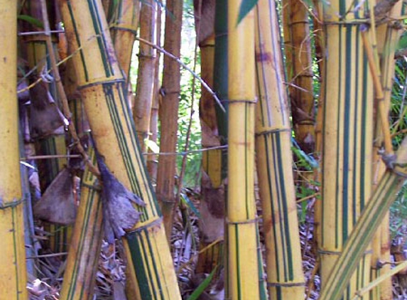 The Peace Of Bamboo