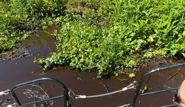 Wild Bill's Airboat Tours - Inverness, FL