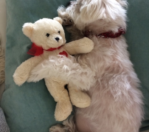 Doggies Gone Wild - Miami, FL. Casper all clean and snuggling with his bear.