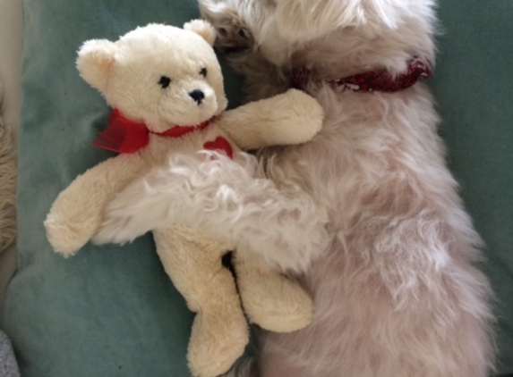 Doggies Gone Wild - Miami Gardens, FL. Casper all clean and snuggling with his bear.