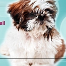 Shampooch NY - Pet Grooming