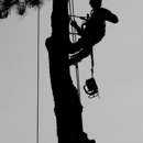 Bear's Insured Tree Service - Tree Service