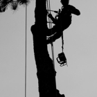 Bear's Insured Tree Service