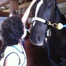 North Dallas Equestrian - Horse Training