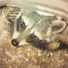 Critter Control of Colorado Springs