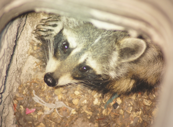 Critter Control of Colorado Springs - Colorado Springs, CO