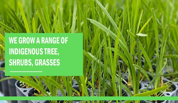Neangar Nursery - Eaglehawk, VIC. We grow a range of indigenous tree, shrubs, grasses.