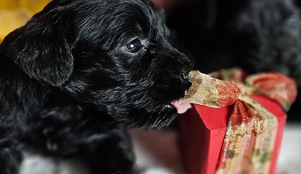 A'Lord Miniature Schnauzer - Athens, AL