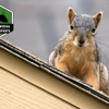 Wildlife Removal & Exclusion Experts, Inc. gallery