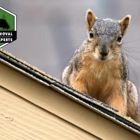 Wildlife Removal & Exclusion Experts, Inc.