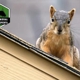 Wildlife Removal & Exclusion Experts, Inc.