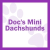 Family Mini Dachshunds gallery
