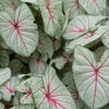 Joyner's Caladiums gallery