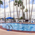 Alamo Palms
