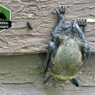 Wildlife Removal & Exclusion Experts, Inc.