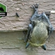 Wildlife Removal & Exclusion Experts, Inc.