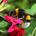 The Bee Hunter, Massachusetts