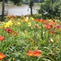 'Daylily of English Garden (Flowers)'