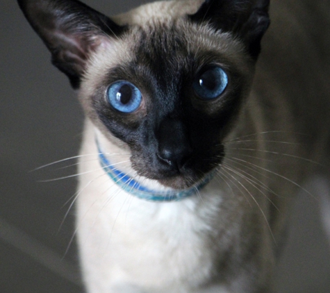 Western Suburbs Veterinary Clinic