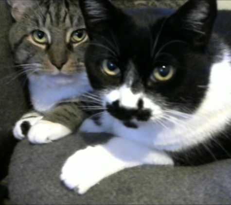 St Francis Animal Clinic - Freehold, NJ. Mittens & Oreo