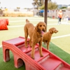 Paradise Pet Resort gallery