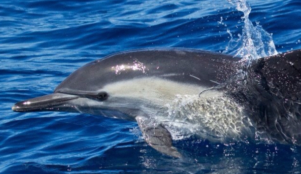 Davey's Locker Sport Fishing & Whale Watching - Newport Beach, CA