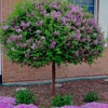 Lakeridge Tree Service & Landscaping gallery