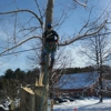 Bryan McFadden LLC Tree Surgeon gallery