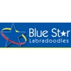 Blue Star Labradoodles gallery