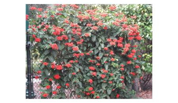 Junction Hill Nursery
