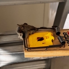 Advance Pest Solutions