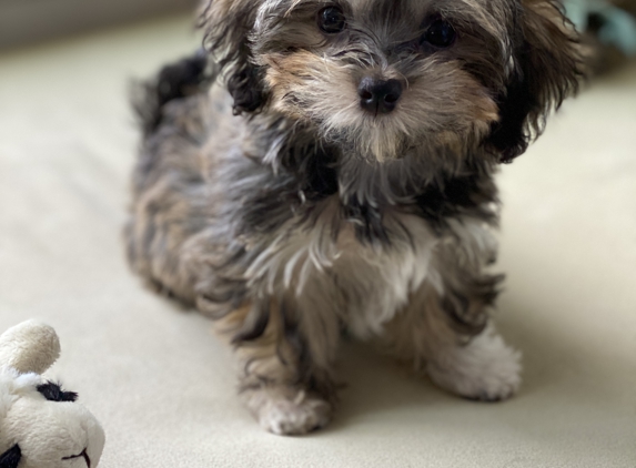 Royal Flush Havanese - Charlestown, RI