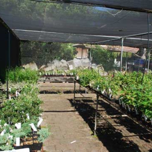 Ray Nesci Bonsai Nursery - Dural, NSW