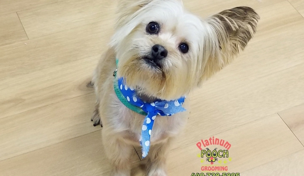 Platinum Pooch Grooming - Cleveland, OH. #BUTTER #Yorkie 
440-728-5805
www.platinumpoochcle.com