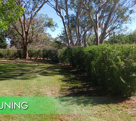 Accurate Tree Service - Mount Rankin, NSW. Tree Pruning