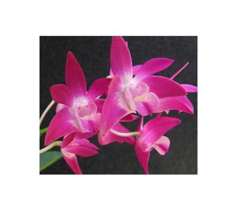 Fame Orchids Nursery - Thornlands, QLD