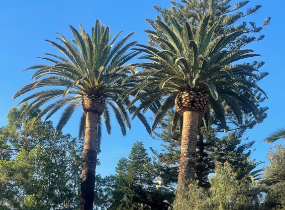 Stumpmasters Tree Services Inc - Valley Center, CA