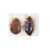 All Platinum Termite and Pest Control gallery