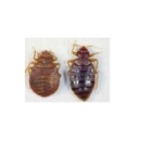 All Platinum Termite and Pest Control - Pest Control Services