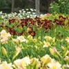 Hillbilly Daylilies gallery