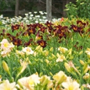 Hillbilly Daylilies - Nurseries-Plants & Trees