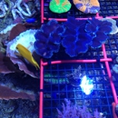 Creation Reef Aquatics - Pet Stores