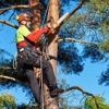 ADM Tree Services gallery