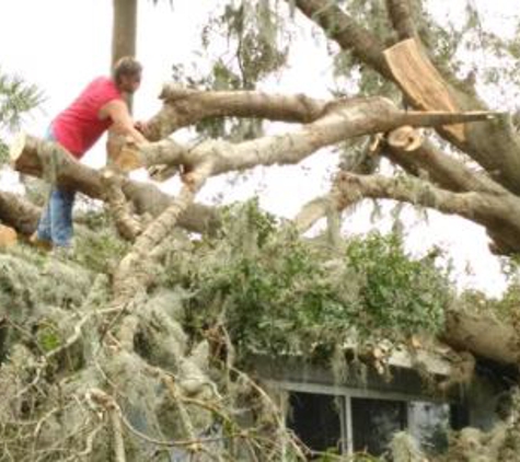 Clearcut Tree Service - Tavares, FL