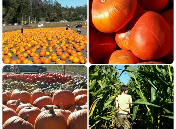 A Repetto Nursery Inc. - Half Moon Bay, CA