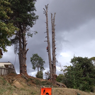 Adams Tree Services - St Leonards, TAS