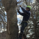 Majestic Tree Co - Tree Service